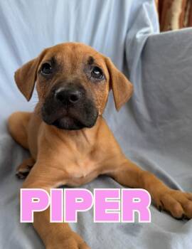 Piper -  Mixed Breed Dog for Adoption in Shalimar, Florida - Piper | PetCurious