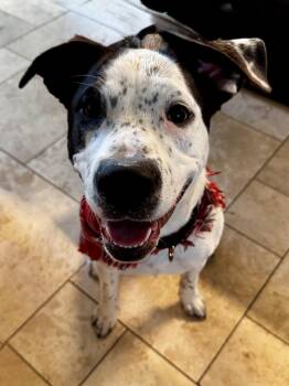 Cattle Dog and Labrador Retriever Dogs Available for Adoption - Rizzo | PetCurious
