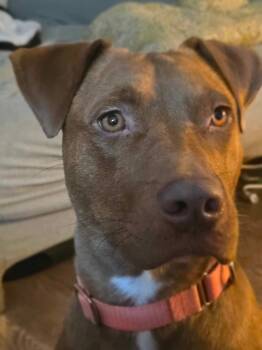 Rescue Labrador Retriever Dogs for Adoption in Hartsville, South Carolina - Giselle | PetCurious