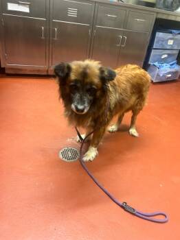 Rescue Shepherd Dogs for Adoption in Douglasville, Georgia - Teddy | PetCurious