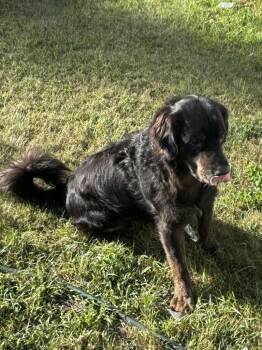 Zack **COURTESY LISTING** -  Australian Shepherd and Poodle Dog Available for Adoption in Peru, New York - Zack **COURTESY LISTING** | PetCurious