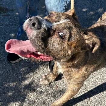 Ace -  Terrier Dog for Adoption in Traverse City, Michigan - Ace | PetCurious