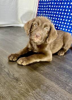 Abigail -  Labradoodle Dog for Adoption in Hartford, Kentucky - Abigail | PetCurious