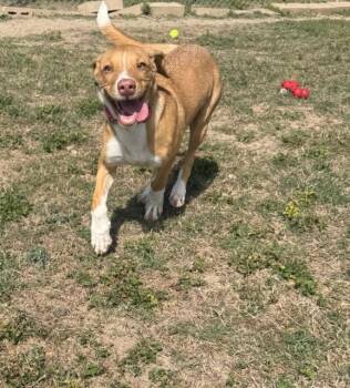 Taco -  Mixed Breed Dog for Adoption in Schertz, Texas - Taco | PetCurious