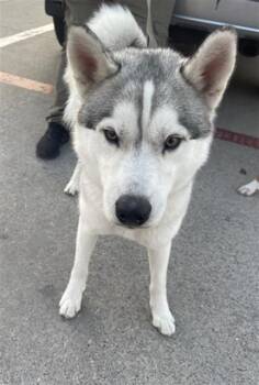 Rescue Mixed Breed Dogs for Adoption in Dallas, Texas - ZEUS | PetCurious