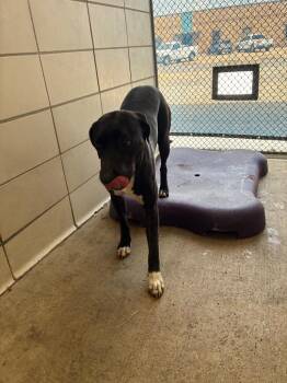 Ella -  Mixed Breed Dog for Adoption in Bossier City, Louisiana - Ella | PetCurious