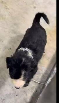 Mixed Breed Dogs Available for Adoption in Wyoming, Michigan - Moss | PetCurious