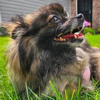 Pixie -  Pomeranian Dog for Adoption in Avon, Indiana - Pixie | PetCurious