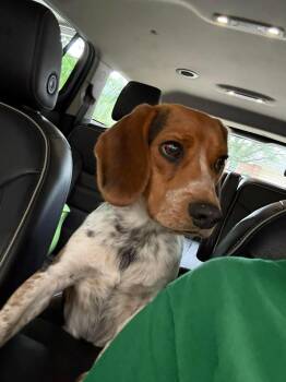 Beagle Dogs Available for Adoption in Dallas, Texas - Milo | PetCurious