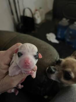 Rescue Chihuahua and Rat Terrier Dogs for Adoption in Bryan, Texas - Mia Pup 5 | PetCurious