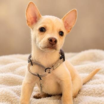 Jupiter -  Husky Dog for Adoption in Houston, Texas - Jupiter | PetCurious