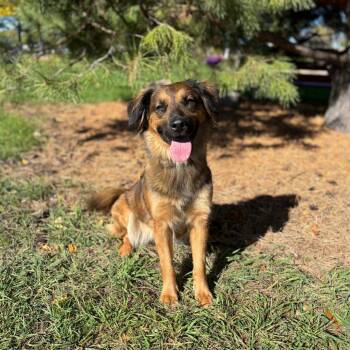 Elara--In Foster -  Shepherd and Mixed Breed Dog for Adoption in Fargo, North Dakota - Elara--In Foster | PetCurious
