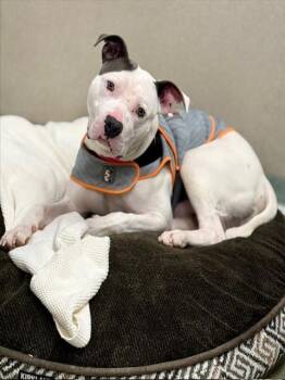 Staffordshire Bull Terrier Dogs Available for Adoption in Boston, Massachusetts - BALOO | PetCurious