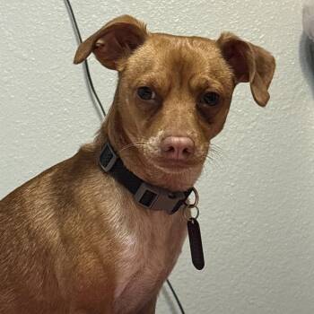 CHIP- URGENT FOSTER NEEDED -  Chihuahua Dog for Adoption in Los Angeles, California - CHIP- URGENT FOSTER NEEDED | PetCurious