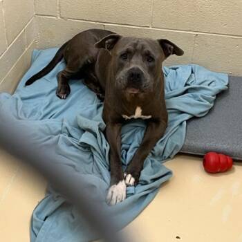 Uncle Mike -  Pit Bull Terrier Dog for Adoption in Winston-salem, North Carolina - Uncle Mike | PetCurious