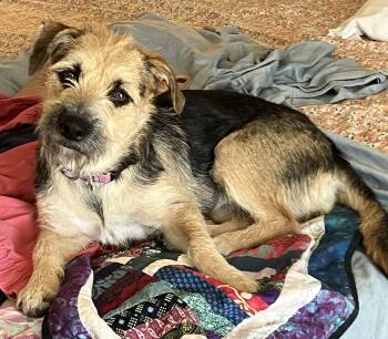 Rescue Terrier Dogs for Adoption in Albuquerque, New Mexico - Nami | PetCurious