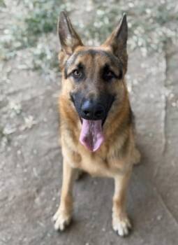Rescue German Shepherd Dog Dogs for Adoption in Duxbury, Massachusetts - Onion | PetCurious