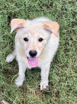 Delilah -  Golden Retriever and Goldendoodle Dog for Adoption - Delilah | PetCurious