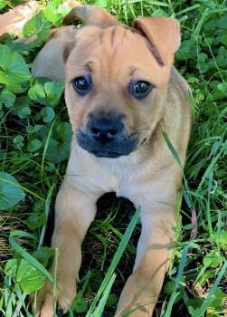 Daisy -  Boxer and Mixed Breed Dog for Adoption in Kannapolis, North Carolina - Daisy | PetCurious
