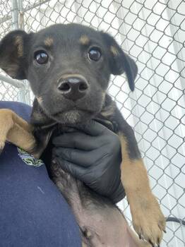 Rescue Terrier Dogs for Adoption in Thousand Oaks, California - Riggy | PetCurious