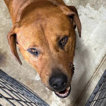 Radford -  Hound Dog for Adoption in Birmingham, Alabama - Radford | PetCurious