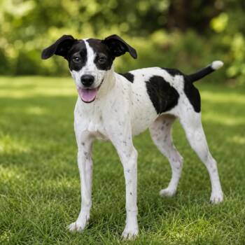 Blair -  Terrier and Mixed Breed Dog for Adoption in Griswold, Connecticut - Blair | PetCurious