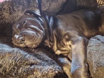 Jasmine -  Shar Pei Dog for Adoption in Poplar Bluff, Missouri - Jasmine | PetCurious