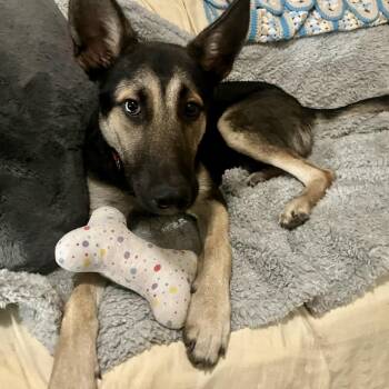 Radar -  German Shepherd Dog Dog for Adoption in Liverpool, Texas - Radar | PetCurious