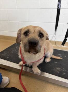 FLEA -  Border Terrier Dog for Adoption in Derwood, Maryland - FLEA | PetCurious
