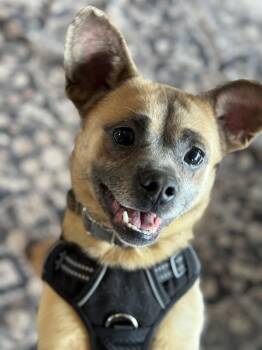 Rescue Chihuahua Dogs for Adoption in Ferndale, Washington - Mark | PetCurious