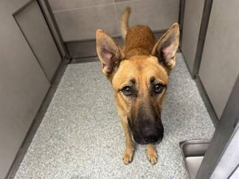 APOLLO -  German Shepherd Dog Dog for Adoption in Rowlett, Texas - APOLLO | PetCurious