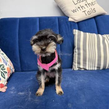 Luna -  Yorkshire Terrier Dog for Adoption in Hartford, Kentucky - Luna | PetCurious