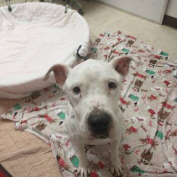 Rescue Dalmatian and Pit Bull Terrier Dogs for Adoption in Austin, Texas - Glimmer | PetCurious