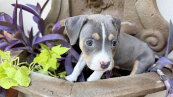 Willow -  Pit Bull Terrier Dog for Adoption in Plano, Texas - Willow | PetCurious