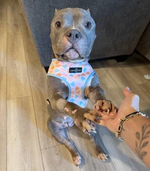 Pit Bull Terrier Dogs Available for Adoption in Bryan, Texas - Honey | PetCurious