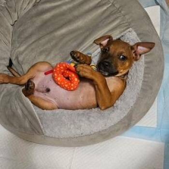 Pip -  Mixed Breed Dog for Adoption in Dayton, Ohio - Pip | PetCurious