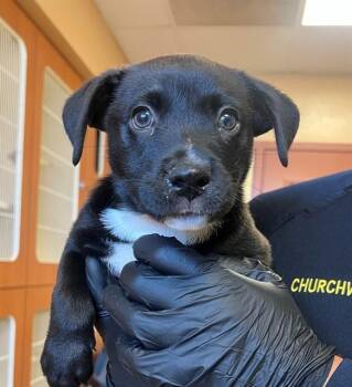 INDIANA BONES -  Labrador Retriever and Mixed Breed Dog for Adoption in Thousand Palms, California - INDIANA BONES | PetCurious