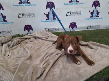Pit Bull Terrier and Mixed Breed Dogs Available for Adoption in Orlando, Florida - MAPLE | PetCurious