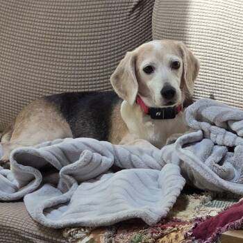 Beagle Dogs Available for Adoption - Winnie D11277 | PetCurious