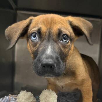 BJ -  Shepherd Dog for Adoption in Jacksonville, Arkansas - BJ | PetCurious