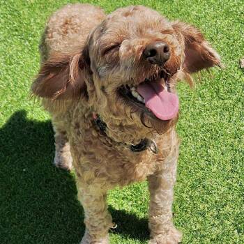 Jupiter -  Poodle Dog for Adoption in New York, New York - Jupiter | PetCurious