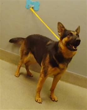 KIERA -  German Shepherd Dog Dog for Adoption in Las Vegas, Nevada - KIERA | PetCurious