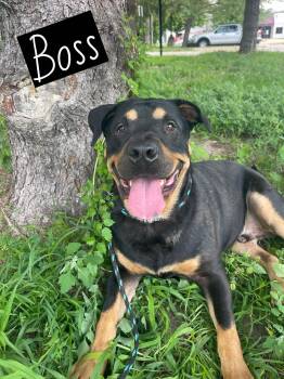 Boss -  Rottweiler Dog for Adoption in Springfield, Illinois - Boss | PetCurious