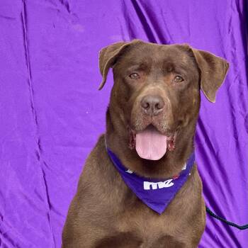 Chocolate Labrador Retriever Dogs Available for Adoption in Rowland Heights, California - MISSY | PetCurious
