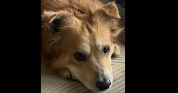 Rocket -  Mixed Breed Dog for Adoption in Dallas, Texas - Rocket | PetCurious