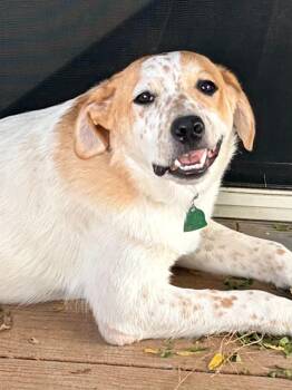 Turk -  Australian Cattle Dog Blue Heeler and Mixed Breed Dog for Adoption in Evergreen, Colorado - Turk | PetCurious