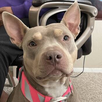 Rescue Pit Bull Terrier Dogs for Adoption in Dallas, Texas - Lady Cakes | PetCurious