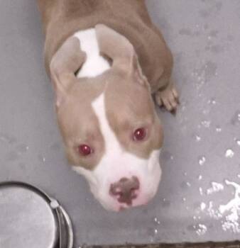 Rescue American Staffordshire Terrier Dogs for Adoption in Raleigh, North Carolina - Ameilia Earhart | PetCurious