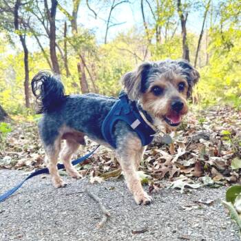 Bernie -  Yorkshire Terrier Dog for Adoption in Lewisville, Texas - Bernie | PetCurious