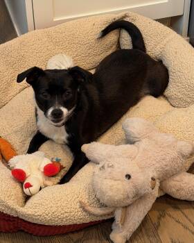 Terrier Dogs Available for Adoption - Scooter  | PetCurious